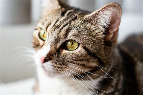 Brown Tabby Cat · Free Stock Photo