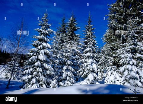 Snow Covered Pine Trees - Krysfill Myyearin