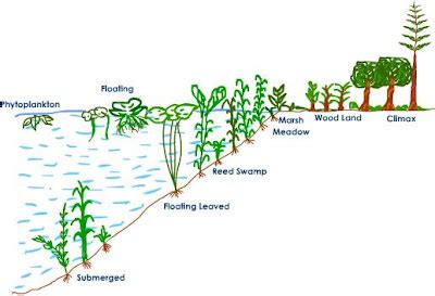 सिद्ज़ नोटबुक: Hydrosere and Xerosere – Ecological Succession