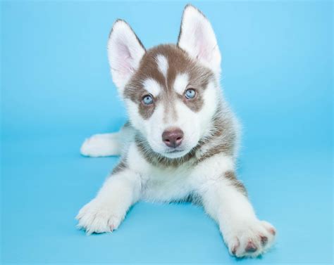 Siberian Husky Blue Eyes