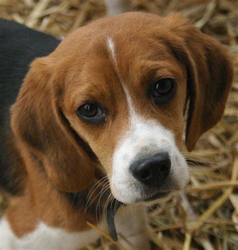 FUNNY PUPPY: Beagle Puppies Picture