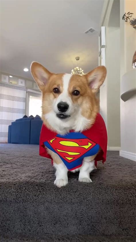 Hammy & Olivia Corgi(@hammyandolivia) on TikTok: “Super Hammy” merch ...