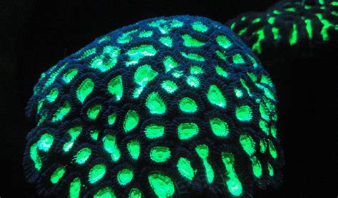 Why do deep-sea corals glow? - Australian Geographic