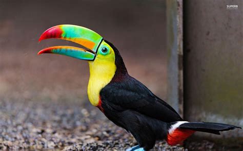 Toucan Wallpapers - Wallpaper Cave