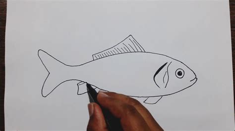 Simple Info About How To Draw Realistic Fish - Motorstep