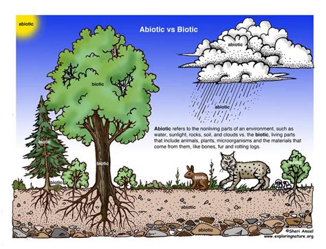 Biotic vs. Abiotic Activity