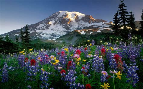 Mountain Spring, Spring Mountain Flowers HD wallpaper | Pxfuel