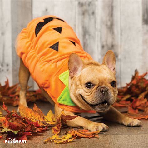 Pumpkin Halloween Costume For Dogs - Hallowen Days