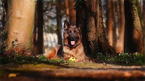 What is the Right German Shepherd Training Collar? | PetvBlog