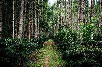 Coffee Plantations, Chikmagalur (2021) - Images, Timings | Holidify