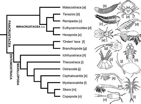 Phylum Arthropoda Tree