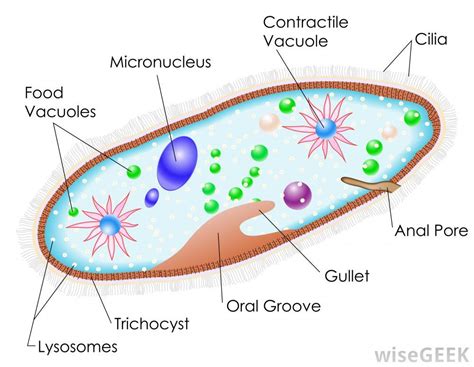 What Is Paramecium? (with pictures) | Diagram design, Cell diagram ...