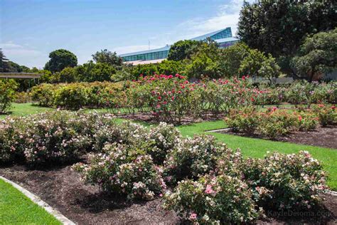 Visiting Exposition Park Rose Garden in Los Angeles