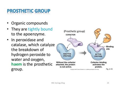 Enzymes