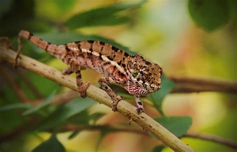 7 Tips for Baby Chameleon: Caring & Facts