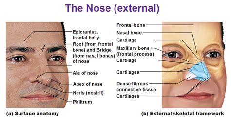 The Respiratory System