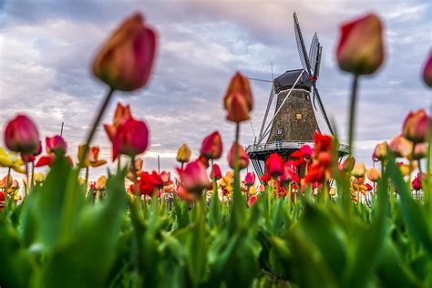 Windmill Island Gardens - Holland Michigan Photograph by Molly Pate ...