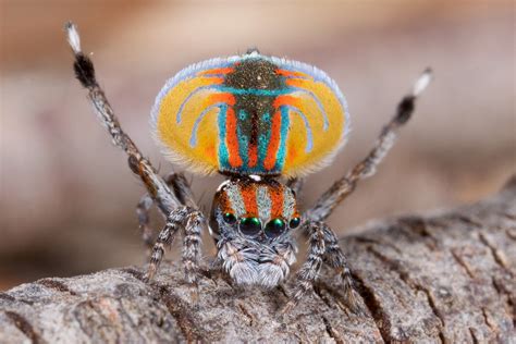 _MG_2581 peacock spider Maratus volans | Male of Australian … | Flickr