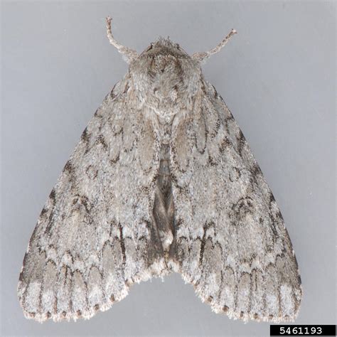 American dagger moth (Acronicta americana (Harris))