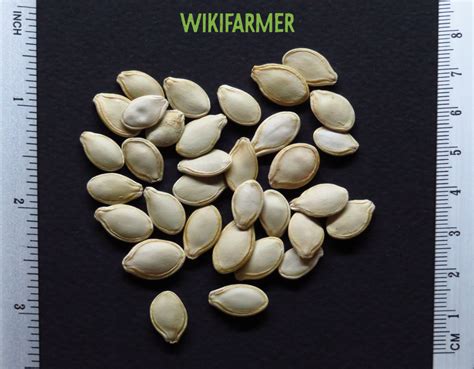 Cucurbita pepo - Pumpkin seeds - Wikifarmer