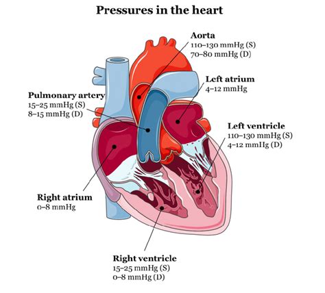 3 – Schematic representation of the four chambers of the heart with the ...