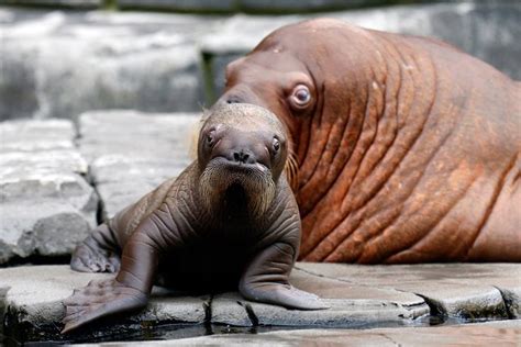 Pictures of the Week: Best Photos of Past Seven Days | Baby walrus ...