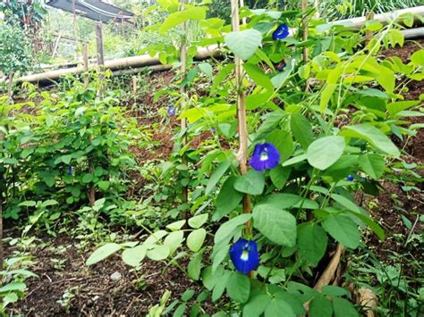 Manfaat Bunga Telang (Clitoria Ternatea) untuk Kesehatan dan Kebun ...