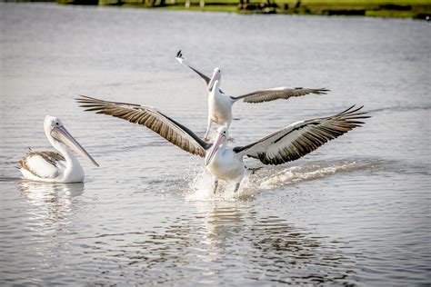 Pelican flight - Ruth Schwarzenholz Photography