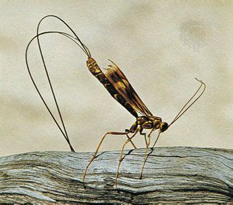 Ichneumon | Description, Hymenoptera, Wasp, Parasitoid, & Facts ...