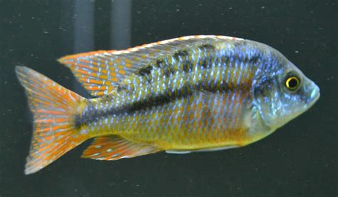 Cichlid-Forum • Red Empress - Need advice