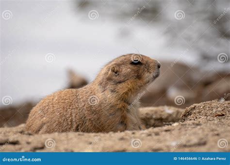 Prairie Dog at a Burrow Entrance Stock Photo - Image of north, food ...