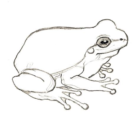 Awasome Simple Drawings Of Frogs 2022 - Domoon