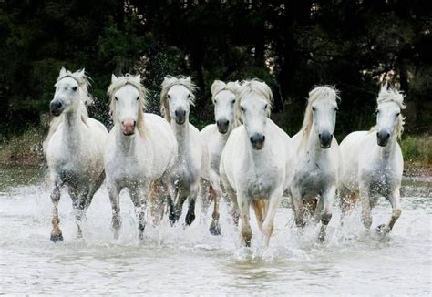 Running Horses - A Captivating Image