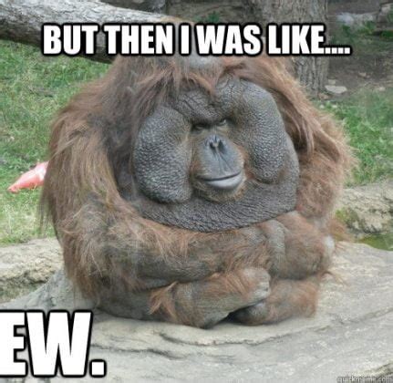 25 Funny Monkey Memes You'll Totally Fall In Love With - SayingImages.com