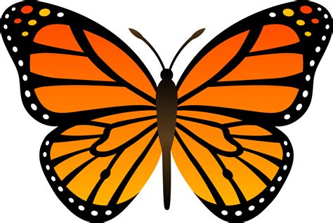 Butterfly Vector Art | Free Download Clip Art | Free Clip Art | on ...