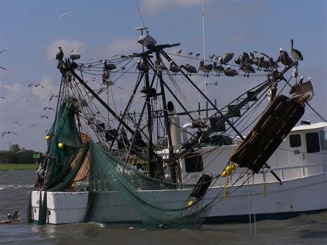 Fishing boat near Tybee Island | Tybee island, Fishing boats, Boat