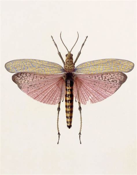 Scientific Illustration | Insects, Insect art, Nature illustration