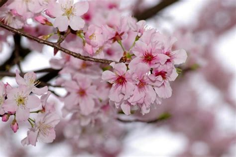 Where to See Cherry Blossoms in Taiwan