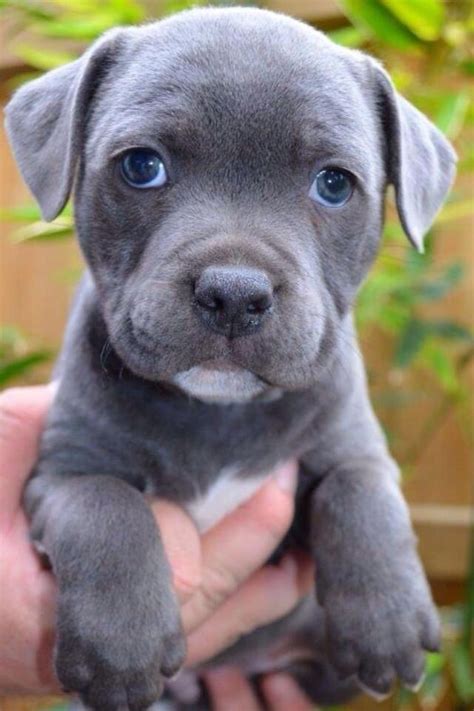 Pitbull Blue - $ 4,999.00 en Mercado Libre