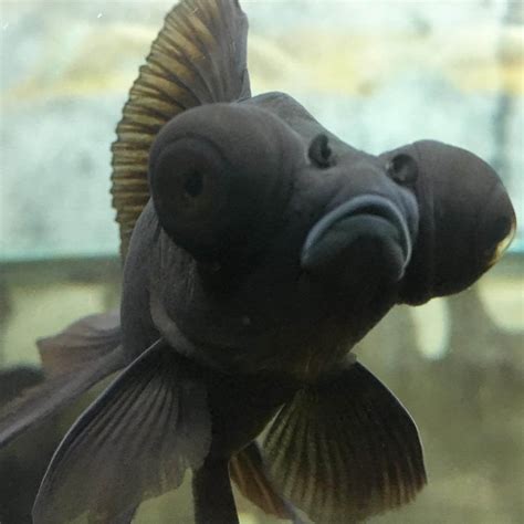 Black Moor Goldfish - Black Moor Care