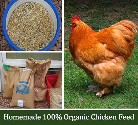 Homemade Organic Chicken Feed Recipe