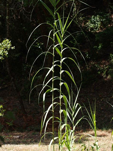 Arundo donax - wild in Provence