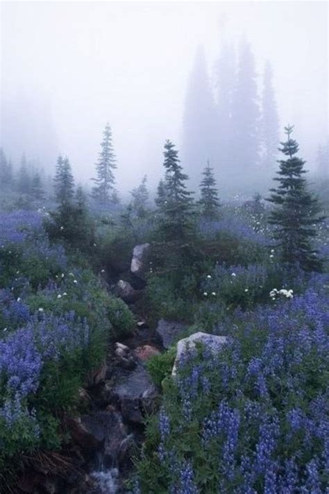 view forest fog | Nature aesthetic, Fantasy landscape, Nature photography