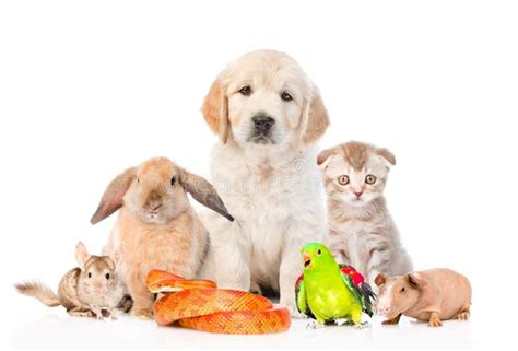 5,459 Group Pets Together Stock Photos - Free & Royalty-Free Stock ...