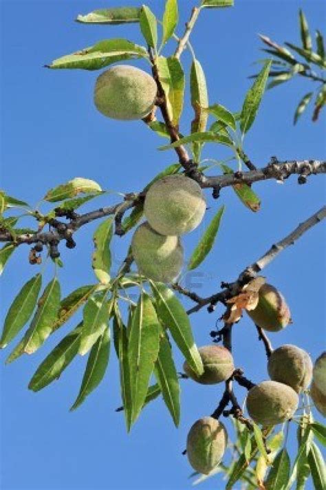 Almond Tree with Fruit