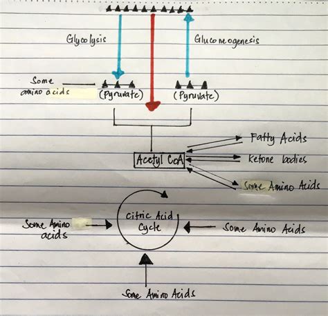 [Solved] draw a diagram explaining the process of protein metabolism ...