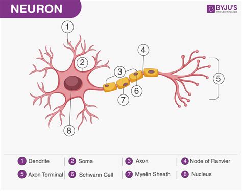 10+ label the structures of the neuron in the diagram - ReyoTerrij