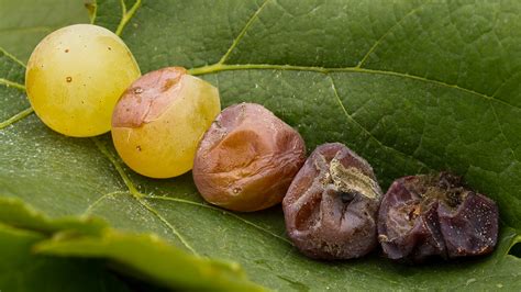 Noble Rot, Explained: How Botrytis Cinerea Makes the Best Sweet Wine