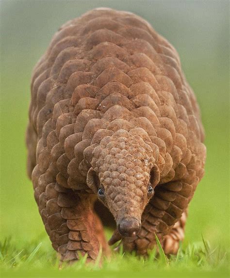 🔥 The Indian pangolin : r/NatureIsFuckingLit