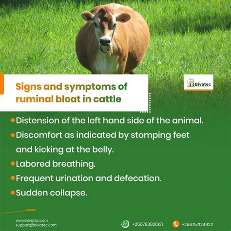 Protecting Your Cattle: How to Identify and Treat Ruminal Bloat and ...